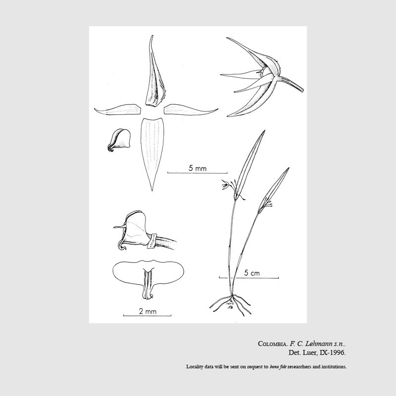 Pleurothallis lobata